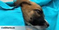 La delicada situación de Vela, la pequeña perrita que apareció en un saco y para la que piden ayuda