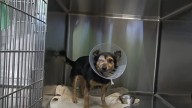 Rescuers In California Stunned When Lost Dog’s Family Says They Don’t Want Him