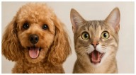 Este miércoles habrá jornada gratuita de esterilización en San Vicente, Bahía de Banderas