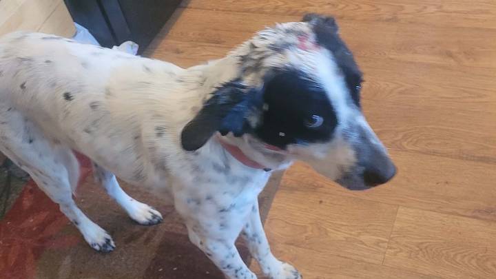 Dog Survives After Mountain Lion Snatches Her By The Head Near Newcastle