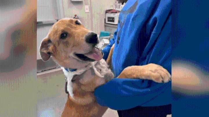 Puppy with ‘severe neck injury’ brought to Bonita shelter