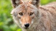 DeSoto announces plan to shoot, kill coyotes overnight after several pet attacks