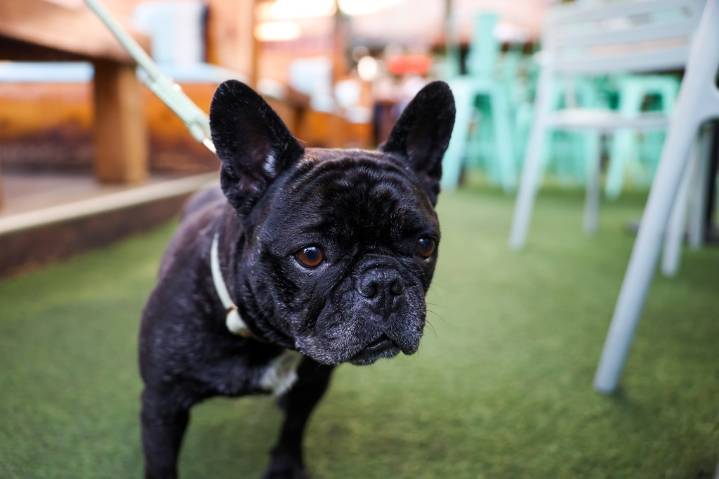 Letters: I'm a restaurant owner. Canines don't belong among diners.