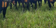 Know virtual fencing for pets? It’s now used for cattle