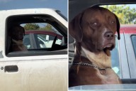 Dog Filmed in Car Gives Side-Eye—Viewers Can’t Handle How Human She Looks