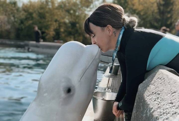 ‘We need to get them out’: Beluga trainer fired by Marineland speaks out