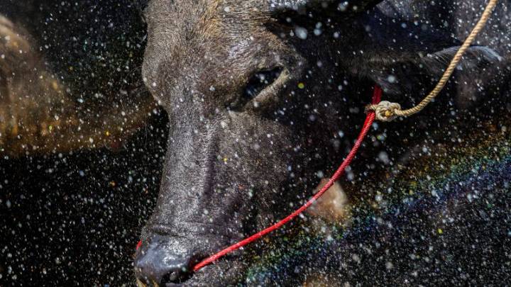A beauty pageant for buffaloes in Thailand raises status of the humble animal
