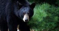 Missing camper found mauled by a bear days after vanishing from tent