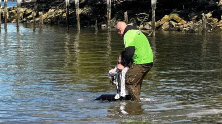 Un expolicía de Nueva York rescató a una madre y su bebé del río: la mujer fue acusada de intento de asesinato