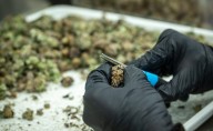 Applications open for Maryland's first state-run cannabis incubators