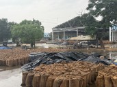 Unseasonal rain damages crops, grain stock in Haryana; farmers seek relief
