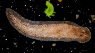The Stem Cell Secrets of This Tiny Worm Could Help Unlock Human Regeneration