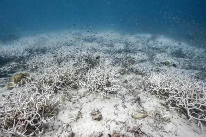 Corals are disappearing, pushing Earth to first major 'tipping point'
