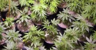 Supreme Court will consider whether people who regularly smoke pot can legally own guns