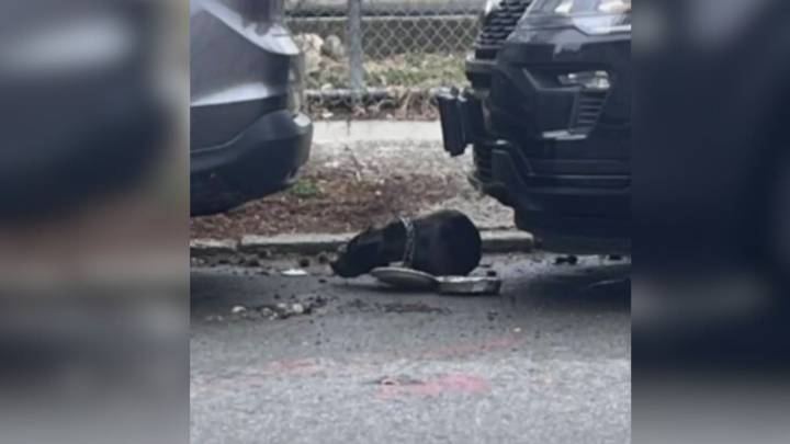 New York Rescuers Save Abandoned Dog And Help Her Find A Life Full Of Affection