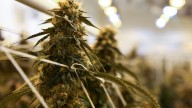 Florida inmate’s ruling curbs car searches for marijuana