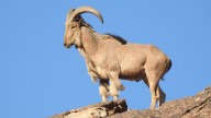 El MITECO lo considera especie invasora en España, pero un reciente estudio del CSIC lo pone en tela de juicio