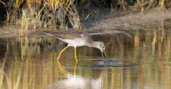 Bird Watch: Sightings from Greater Newburyport and beyond