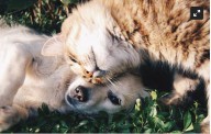 ¿Las mascotas sienten empatía? Lo que revela la ciencia sobre perros y gatos”