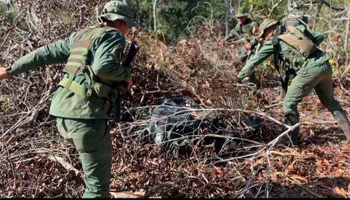 FANB destruyó seis hectáreas de marihuana camuflajeadas como cultivos de frijoles