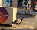 Esta gasolinera de la A-2 se hace viral: pavos reales, monjas y cabinas de teléfono del Soho