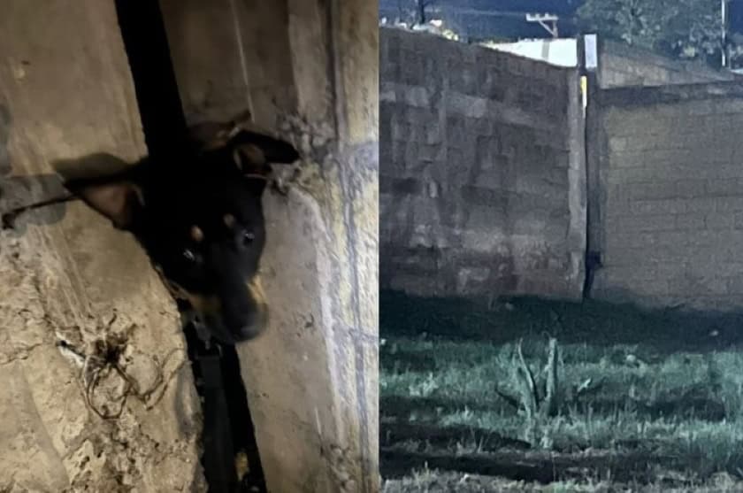 En Lomas, rescatan a perrito atorado entre bardas de baldío