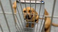 Texas Volunteer Meets A Dog With The Sweetest Smile And Knows She Must Help Her Find Love
