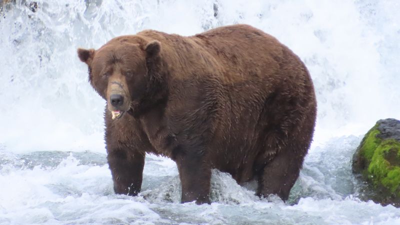 Fat Bear Week 2025 crowns a winner