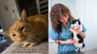 Veterinario lanza advertencia sobre el significado de que tu gato haga este ruido a diario