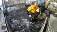 Southwest Washington fish hatchery set to close as WDFW cuts back due to funding