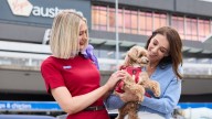 Virgin makes Australian aviation history as it welcomes cats and dogs on board Melbourne-Gold Coast flight ahead of expected national rollout
