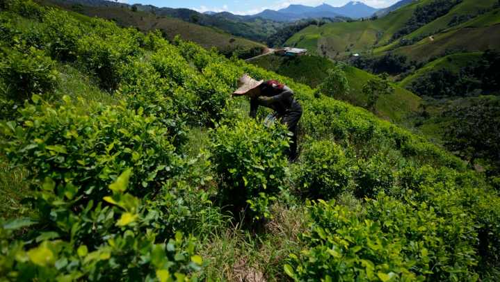 Bolivia lucha para quitar el estigma a la hoja de coca