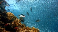 Los arrecifes de coral están al borde del colapso por el calentamiento global, advierte un nuevo informe internacional