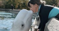'We need to get them out': Beluga trainer fired by Marineland speaks out