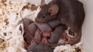 Los Angeles earns top spot for most rat-infested city in US, according to new Yelp report