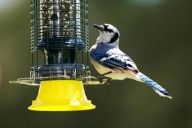 As the garden winds down, it’s time to care for winter