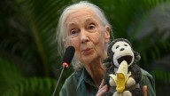 Jane Goodall, pionera de la primatología cuya investigación transformó la comprensión de los chimpancés, fallece a los 91 años