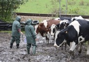 El mal estado de los animales del ganadero asesinado en Ribadesella lleva al Principado a hacerse cargo de las vacas