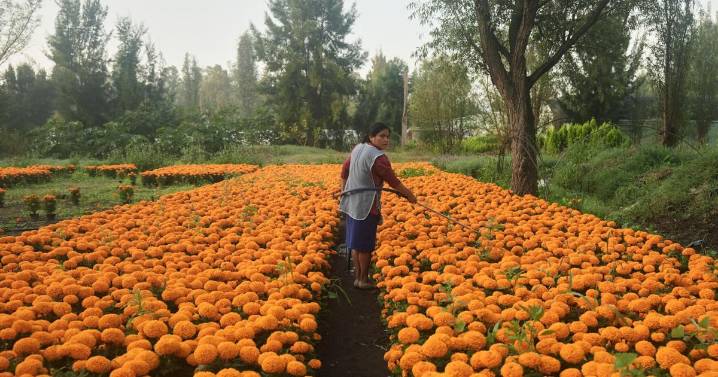 This orange flower cloaks Mexico during Day of the Dead. Climate change is putting it at risk