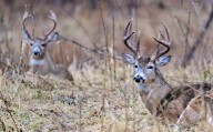 Afton, William O’Brien state parks to close for weekend deer hunts