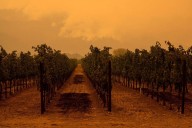 Piamonte: cómo el cambio climático pone en riesgo a la variedad Barbera