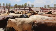 Concluye registro de Programa Integral de Producción de Carne