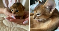 “Cat Grows”: 29 Side-By-Side Comparisons Of Cats Now And When They Were Little (New Pics)