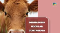 La Junta inicia una campaña informativa para reforzar la vigilancia y prevención de la Dermatosis Nodular