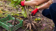 11 Annuals You Need To Overwinter ASAP To Enjoy For Years To Come
