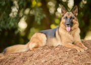 Stray Dog Turned K9 Saves Missing Indiana Kids