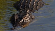 Teenage boy remains in hospital after being attacked by crocodile while fishing in Far North Queensland