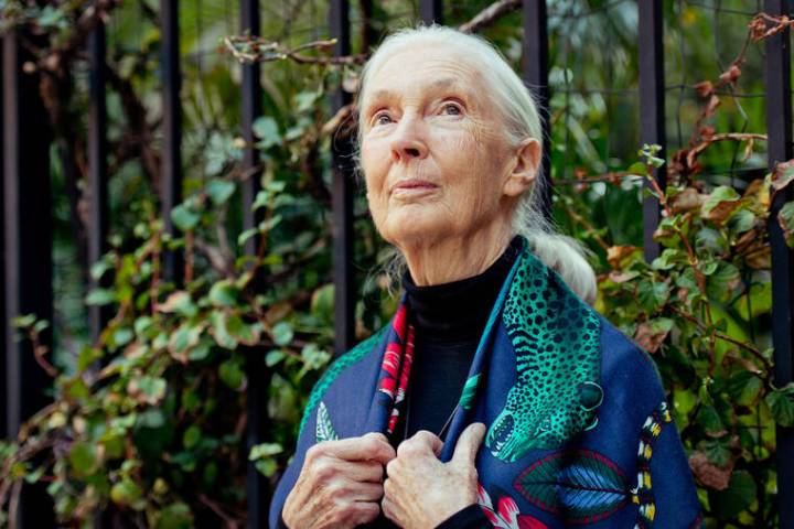 Jane Goodall, eminent primatologist who chronicled the lives of chimps, dies at 91