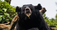 Japan at 'war with bears' as army deployed after beasts go on murder rampage