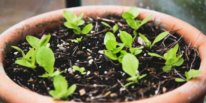 5 October Garden Tasks That Always Pay Off Big in Fall and Winter